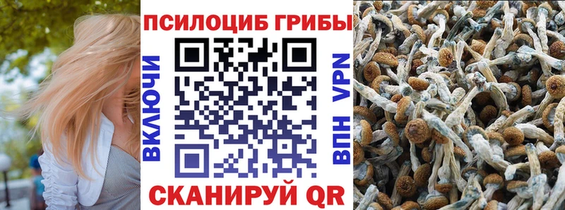 Галлюциногенные грибы Psilocybe Пустошка
